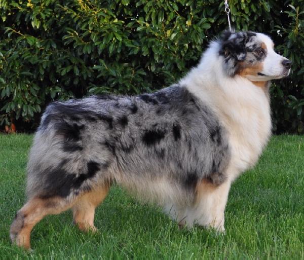 Exclusive Night Moves des Costys du Tomberg | Australian Shepherd 