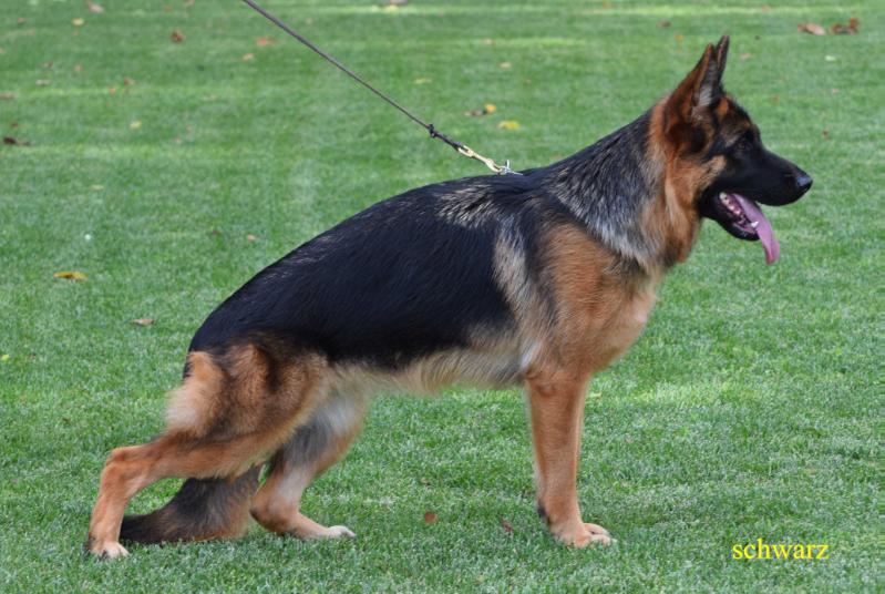 Elsa di Casa Schwarz | German Shepherd Dog 