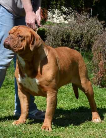 Deauxrogue Jenacide | Dogue de Bordeaux 