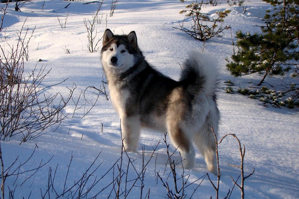 Mauntri Esenia | Alaskan Malamute 