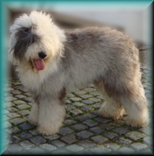 American dream | Old English Sheepdog 