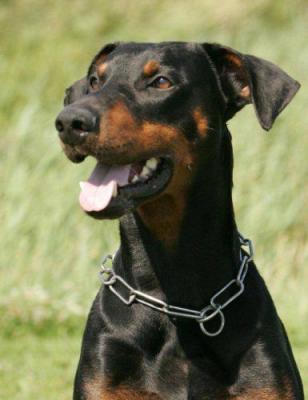 Ascomannis Indy | Black Doberman Pinscher