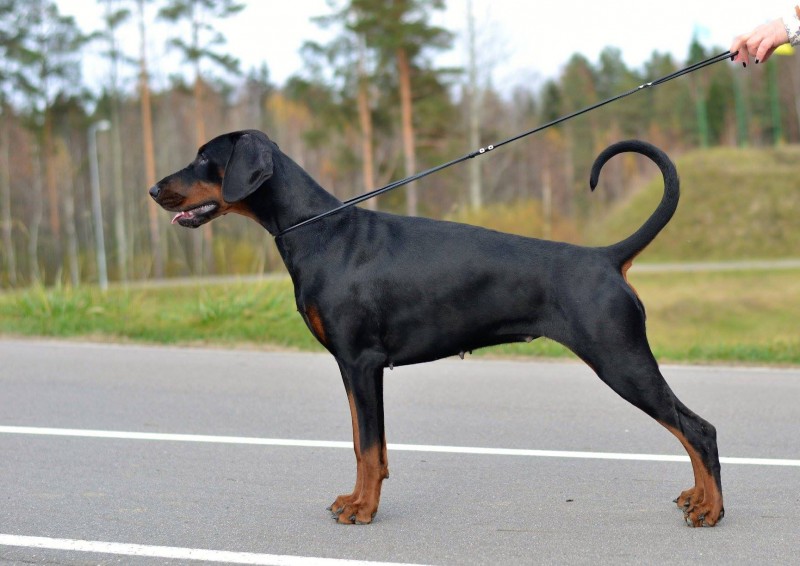 Vivat de Vinko Winter Tale Knyazhestva Polotskogo | Black Doberman Pinscher