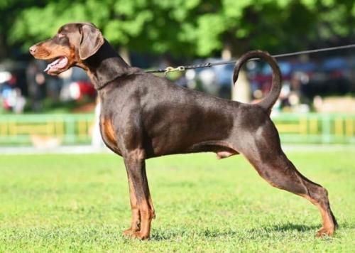 Pride of Russia Prokhor | Brown Doberman Pinscher