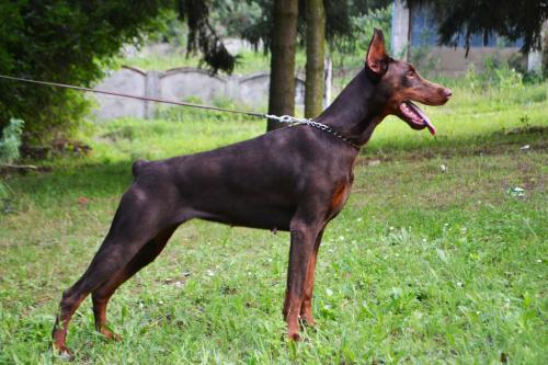 Virgina Vila Ginga House | Brown Doberman Pinscher