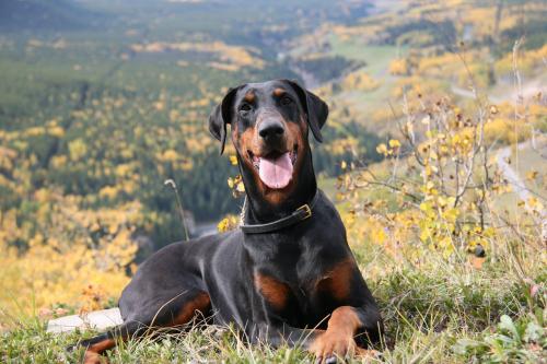 Dobereich's Nymph Asha | Black Doberman Pinscher