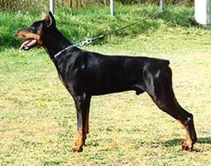 Ingo v. Bayern | Black Doberman Pinscher