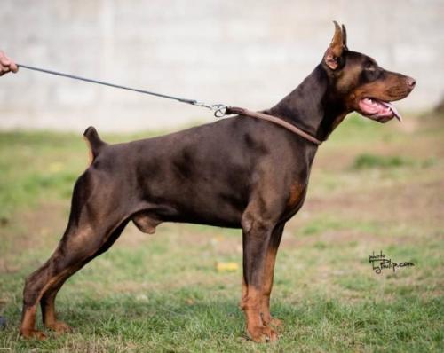 Easy Rider from Lipar Land | Brown Doberman Pinscher