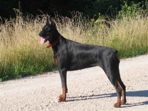 Ursula v. Gebrannten Walde (LOF 74060) | Black Doberman Pinscher