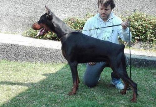 Mascha Bohemia Gotika | Black Doberman Pinscher