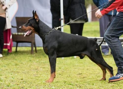 Bel Nome Balsha | Black Doberman Pinscher