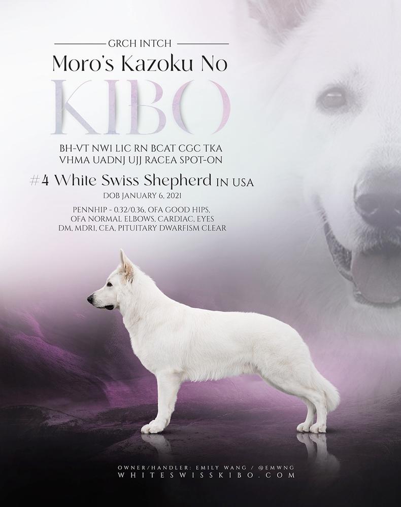 Moro's Kazoku No Kibo | White Swiss Shepherd Dog 