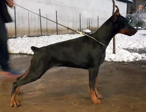 Bel Nome Bistra Bliss | Black Doberman Pinscher