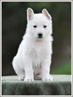 Frankie Taien | White Swiss Shepherd Dog 