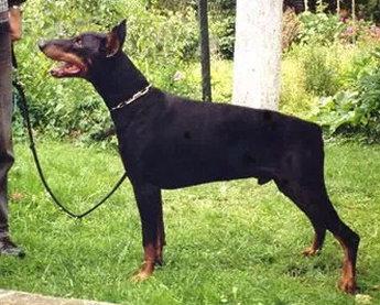 Alex v. Bachtal | Black Doberman Pinscher