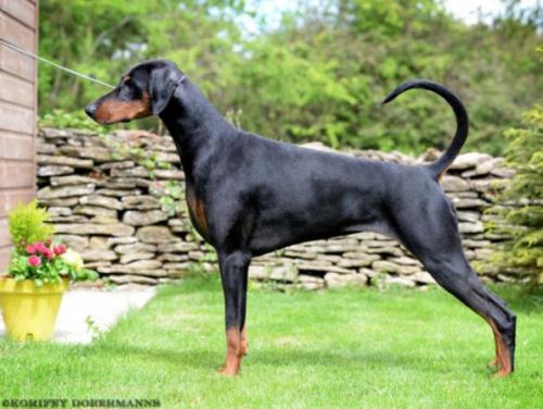 Korifey Black Diamond | Black Doberman Pinscher