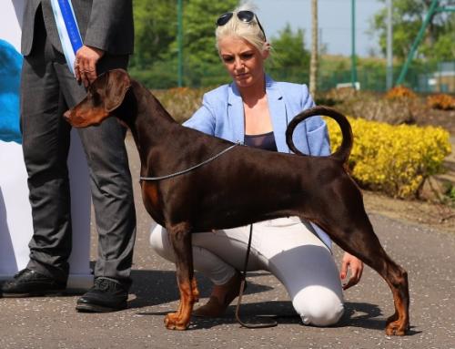 Korifey Treasure | Brown Doberman Pinscher