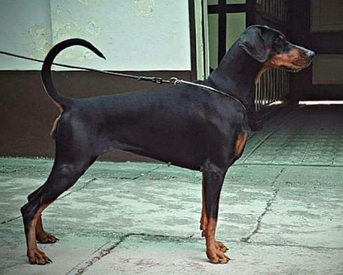 Steel Dragon Lillith | Black Doberman Pinscher