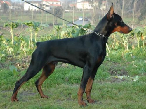 Igor da Casa das Cicas | Black Doberman Pinscher