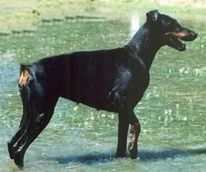 Snoopy v.d. Weyermühle | Black Doberman Pinscher