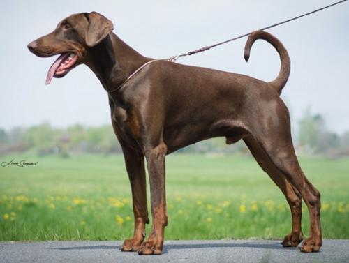 Chose Black Sagitta | Brown Doberman Pinscher