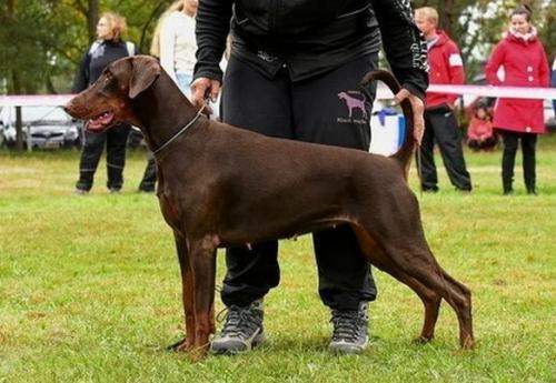 Chenna Black Sagitta | Brown Doberman Pinscher