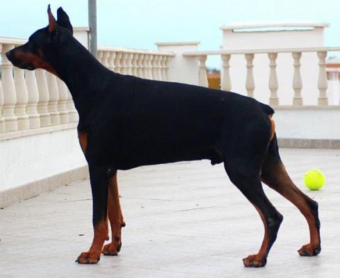 Baron Eros da Cruz Alta | Black Doberman Pinscher