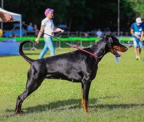 Zamira Zoia di Perlanera | Black Doberman Pinscher