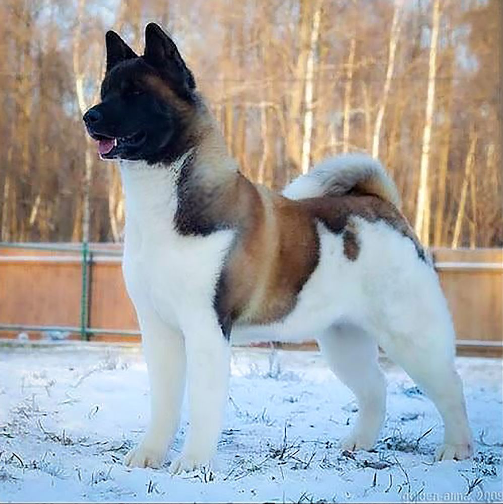 Buckridge's Stunning Silhouette | Akita 