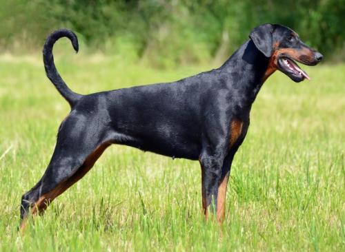 Ollie Gumby | Black Doberman Pinscher