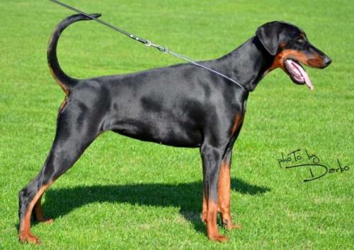 Omega Nera di Altobello | Black Doberman Pinscher