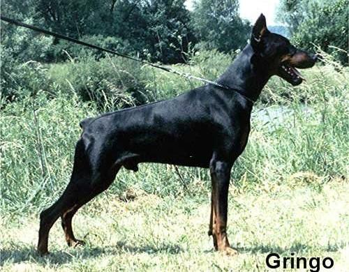 Gringo v. Franckenhorst | Black Doberman Pinscher