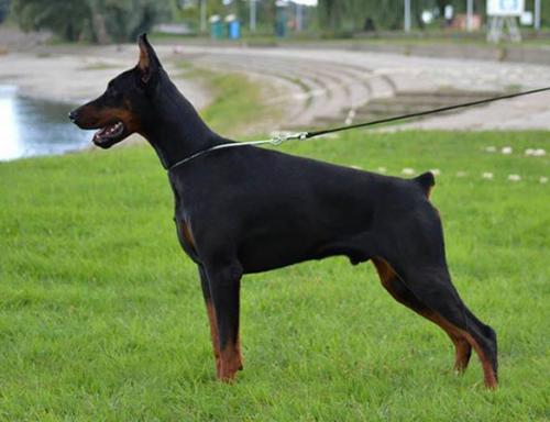 Racer Betelges | Black Doberman Pinscher