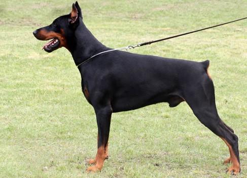 Larson z Tomky | Black Doberman Pinscher