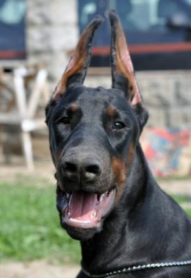 Ti Amo Angel & Demon | Black Doberman Pinscher