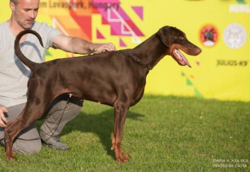 Daria v. X-Ta-Sea | Brown Doberman Pinscher