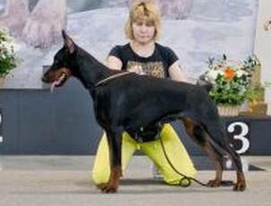 Sigrid Sterr de Gress | Black Doberman Pinscher