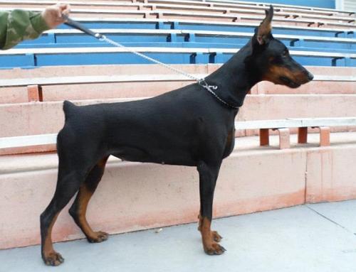 Zhaklin Rock Kich-House | Black Doberman Pinscher