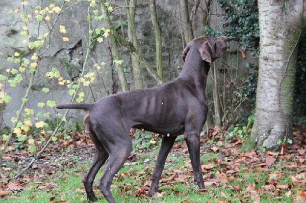 Darling de la Porte de Becray | German Shorthaired Pointer 