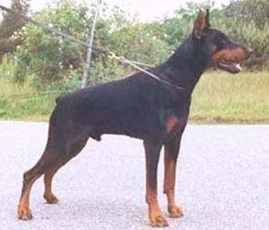 Ilijadin v. Franckenhorst | Black Doberman Pinscher