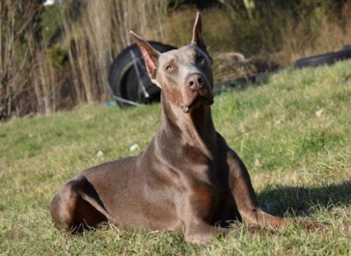 Major v. Belic House | Isabel Doberman Pinscher