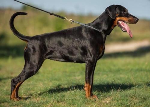 Imidz Lady Fleur Delys | Black Doberman Pinscher