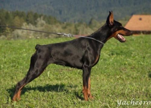 Imidz Donna Roza | Black Doberman Pinscher