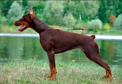 Imidz Dajana | Brown Doberman Pinscher