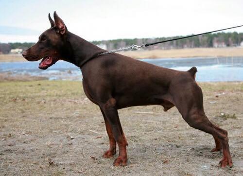 Imidz Drago | Brown Doberman Pinscher