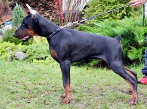 Imidz Damir | Black Doberman Pinscher