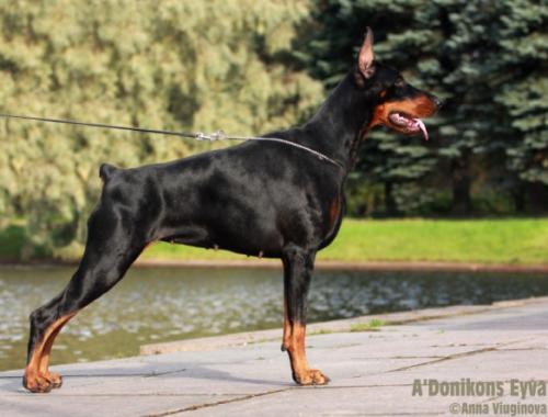 A'Donikons Eyva | Black Doberman Pinscher