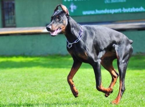 Semper Fidelis Nanook | Black Doberman Pinscher