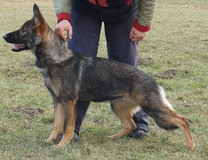 Kimberly Bohemia Abakan | German Shepherd Dog 