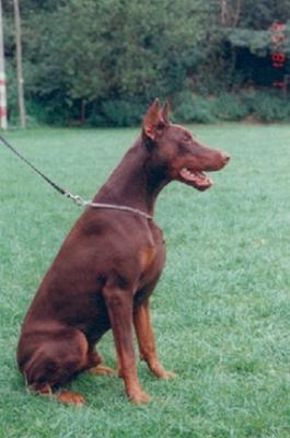Paco v.d. Wieteke's Hoeve | Brown Doberman Pinscher